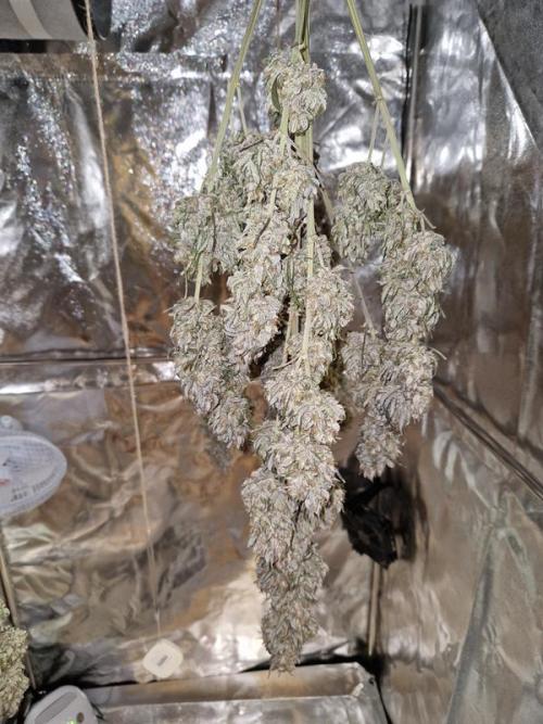 Frostbanger Auto. Week 10