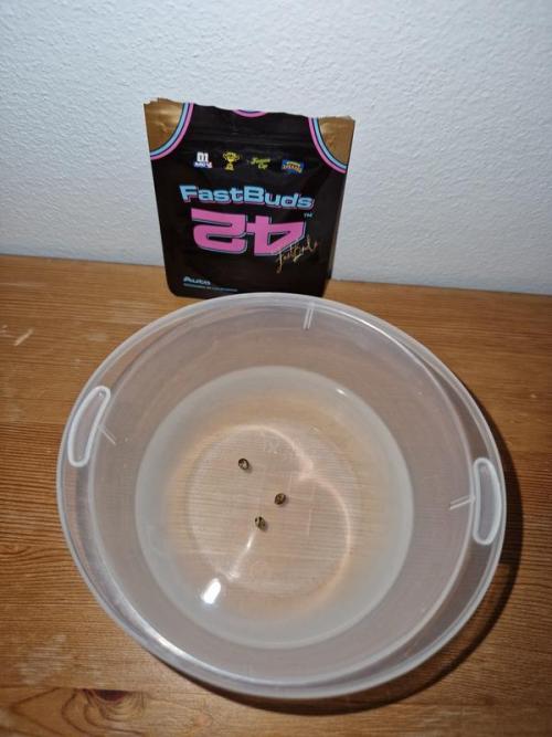 Apricot Auto. Week 0