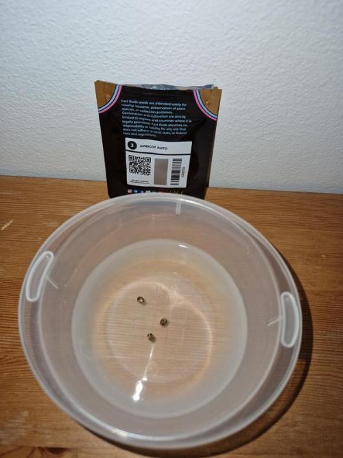 Apricot Auto. Week 0