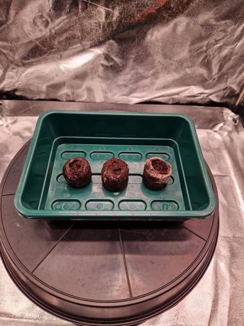 Apricot Auto. Week 0