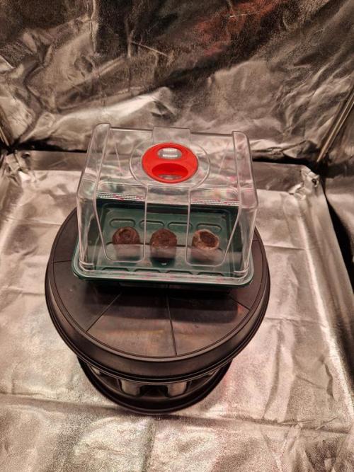 Apricot Auto. Week 0