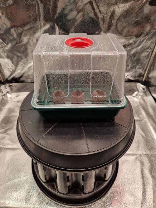 Apricot Auto. Week 0