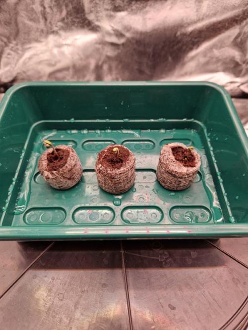 Apricot Auto. Week 0