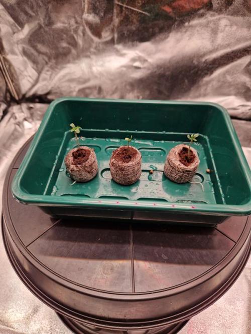 Apricot Auto. Week 0