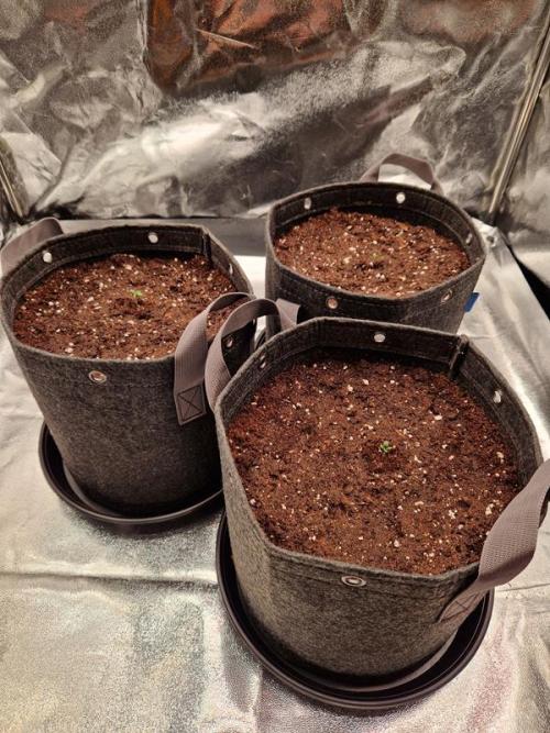 Apricot Auto. Week 0