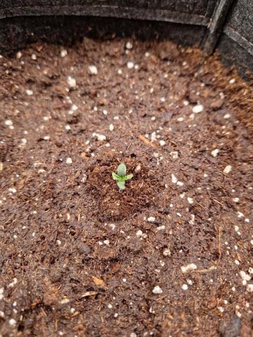 Apricot Auto. Week 0