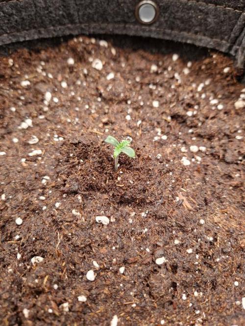 Apricot Auto. Week 0