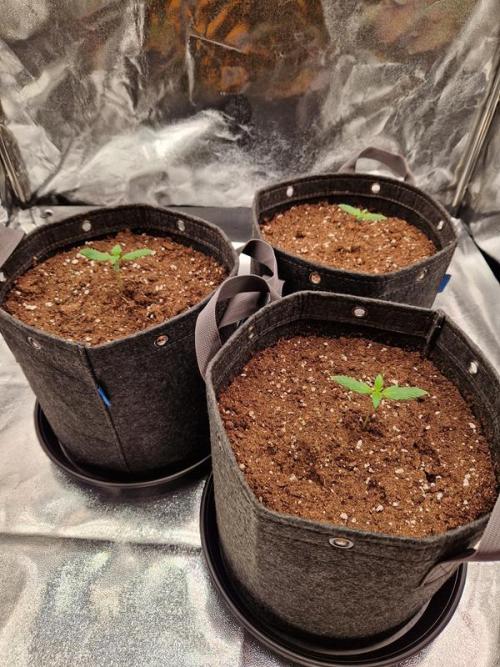 Apricot Auto. Week 1