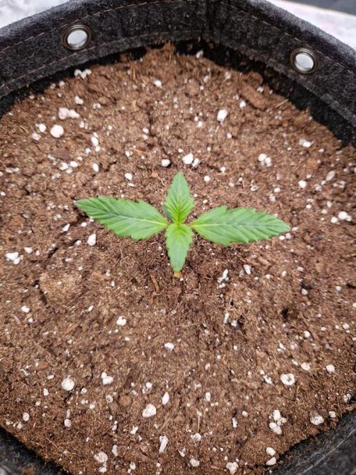 Apricot Auto. Week 1