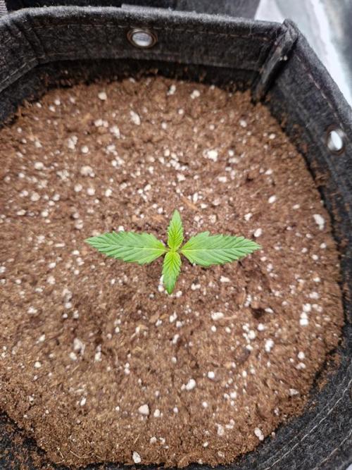 Apricot Auto. Week 1