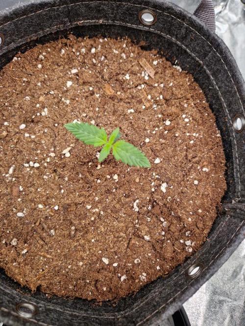 Apricot Auto. Week 1