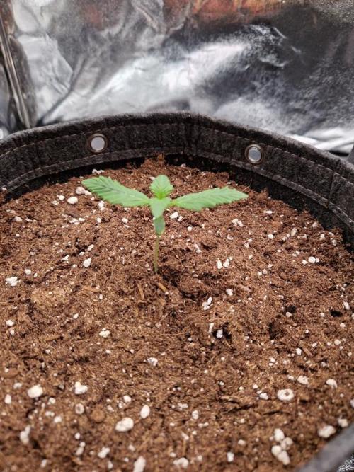 Apricot Auto. Week 1