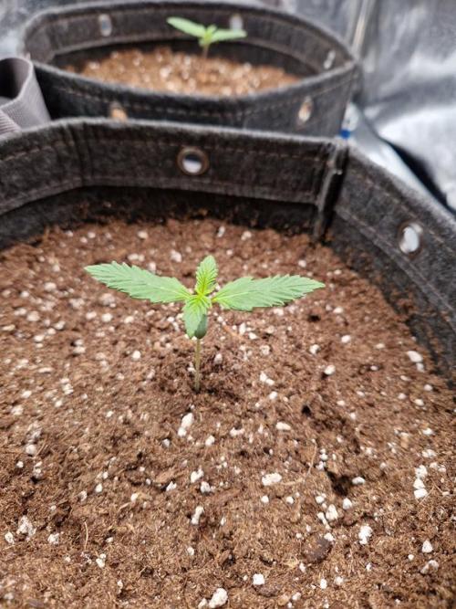 Apricot Auto. Week 1