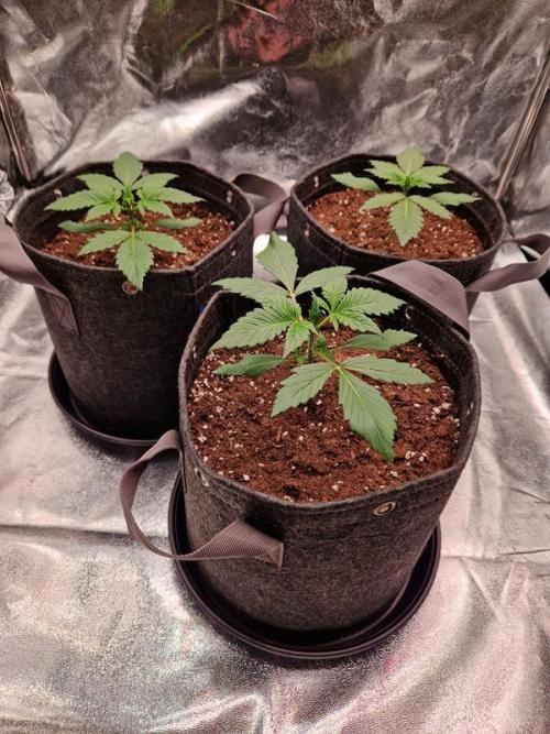 Apricot Auto. Week 2