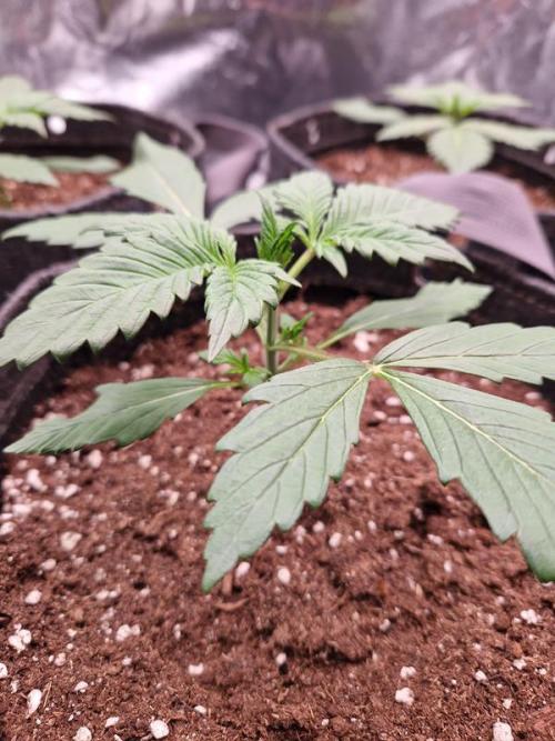 Apricot Auto. Week 2