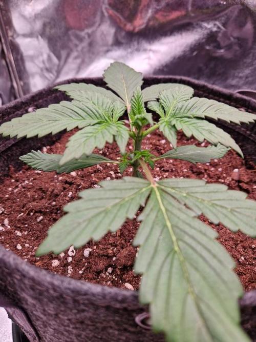 Apricot Auto. Week 2