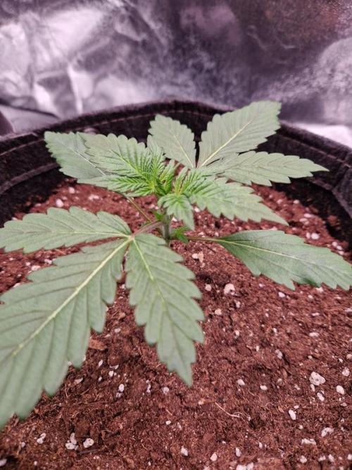 Apricot Auto. Week 2