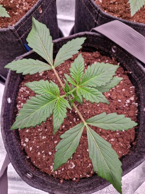 Apricot Auto. Week 2