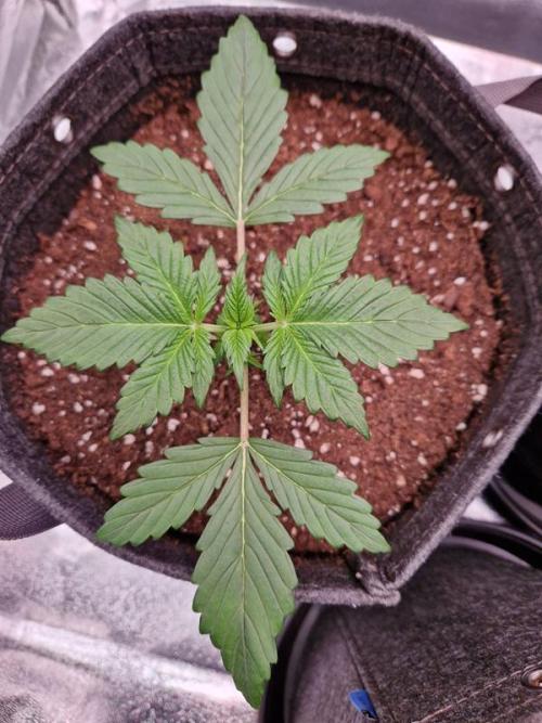 Apricot Auto. Week 2