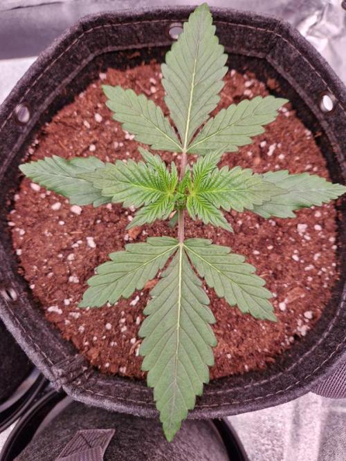 Apricot Auto. Week 2