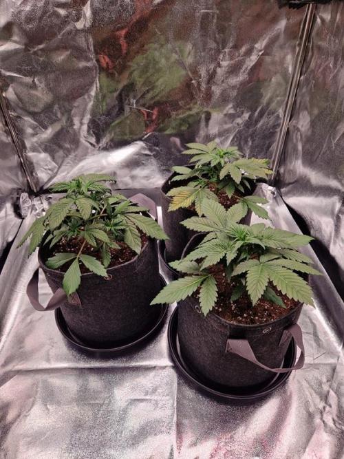 Apricot Auto. Week 3