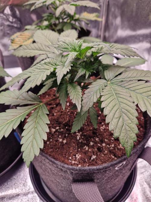 Apricot Auto. Week 3