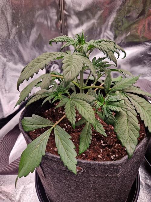 Apricot Auto. Week 3