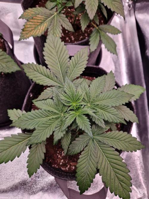 Apricot Auto. Week 3