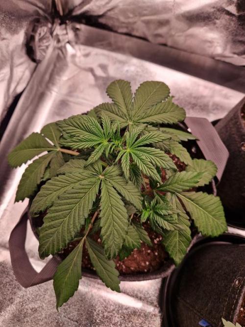 Apricot Auto. Week 3