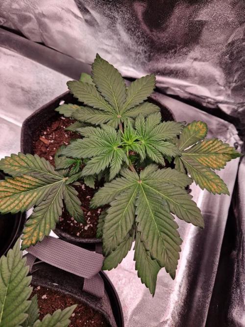 Apricot Auto. Week 3