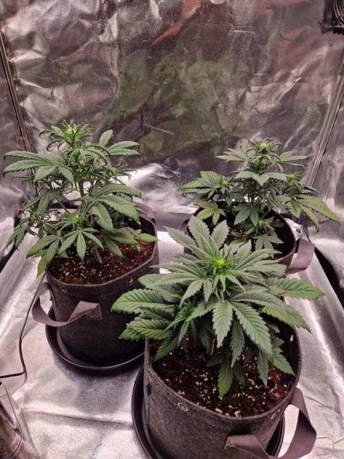 Apricot Auto. Week 4