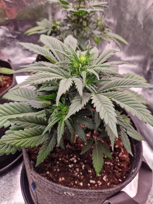 Apricot Auto. Week 4