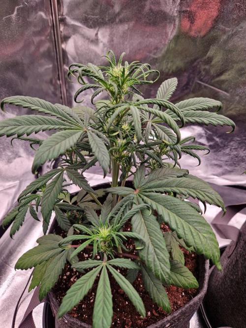 Apricot Auto. Week 4