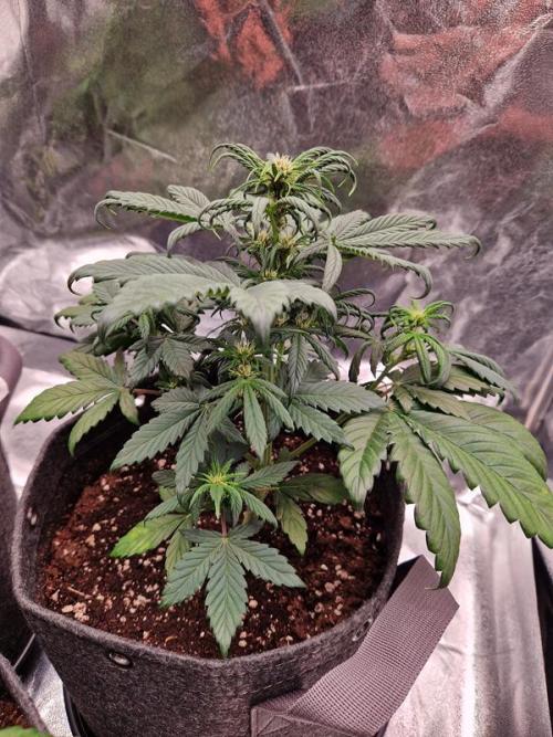 Apricot Auto. Week 4