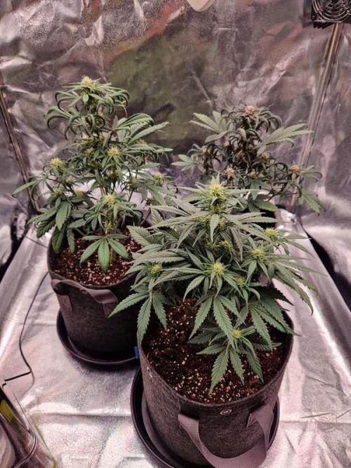 Apricot Auto. Week 5