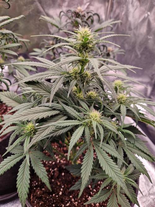 Apricot Auto. Week 5