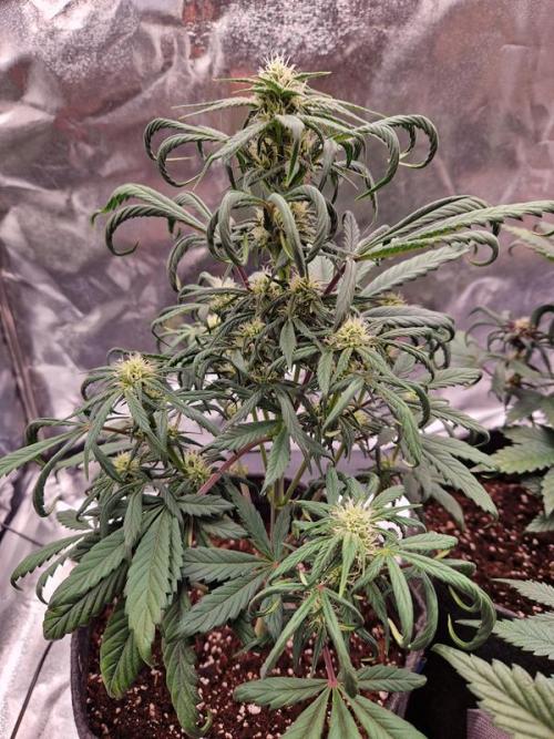 Apricot Auto. Week 5