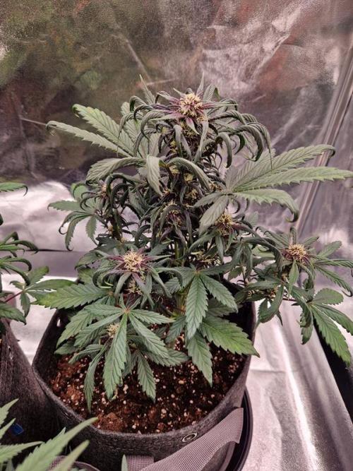 Apricot Auto. Week 5