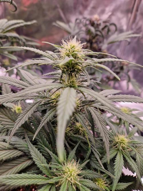 Apricot Auto. Week 5