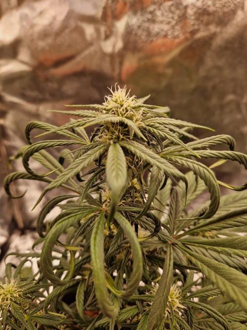 Apricot Auto. Week 5