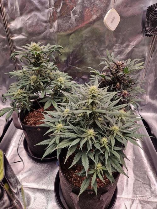 Apricot Auto. Week 6