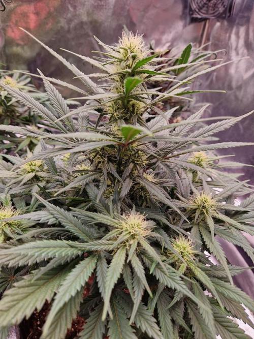 Apricot Auto. Week 6