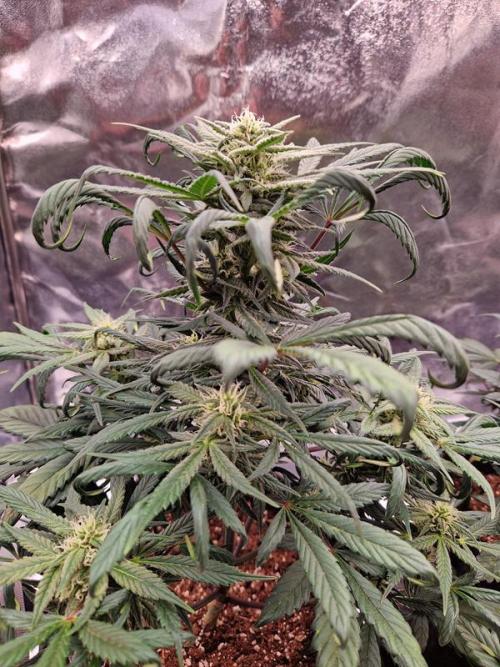 Apricot Auto. Week 6