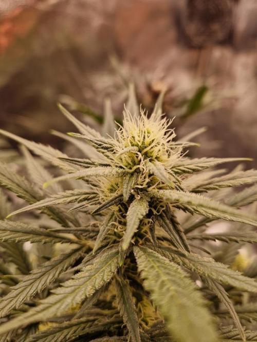 Apricot Auto. Week 6