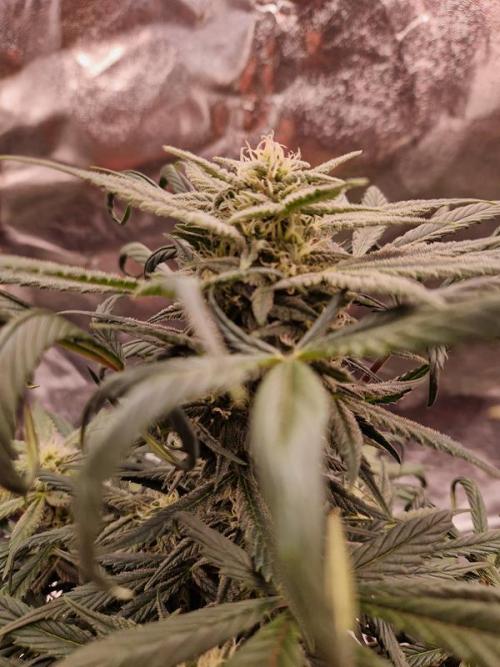 Apricot Auto. Week 6