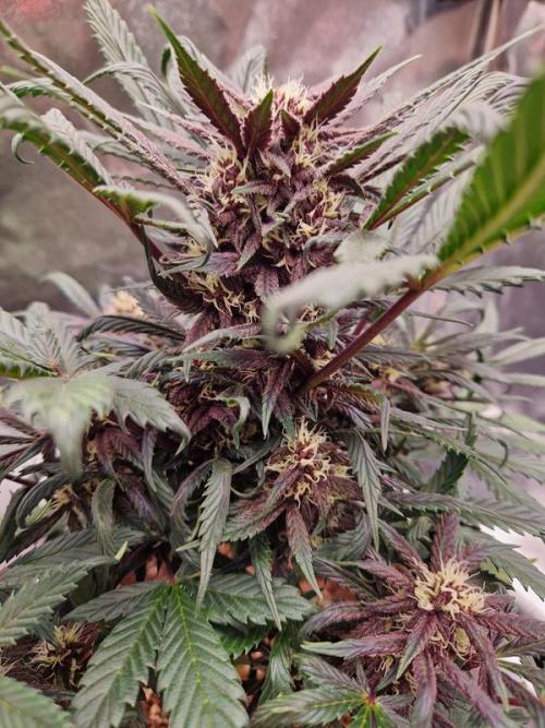 Apricot Auto. Week 6