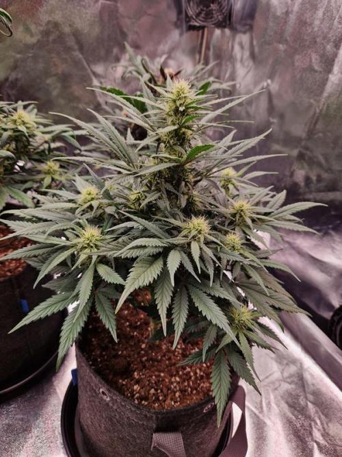 Apricot Auto. Week 6