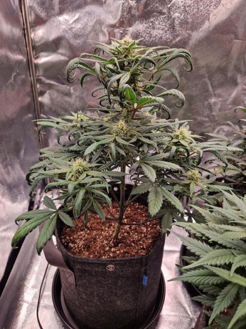 Apricot Auto. Week 6