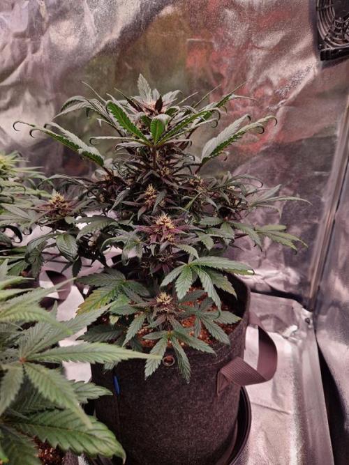 Apricot Auto. Week 6