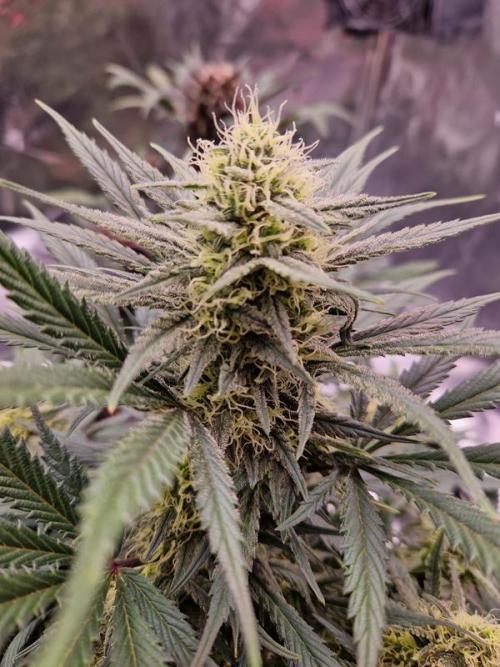 Apricot Auto. Week 7